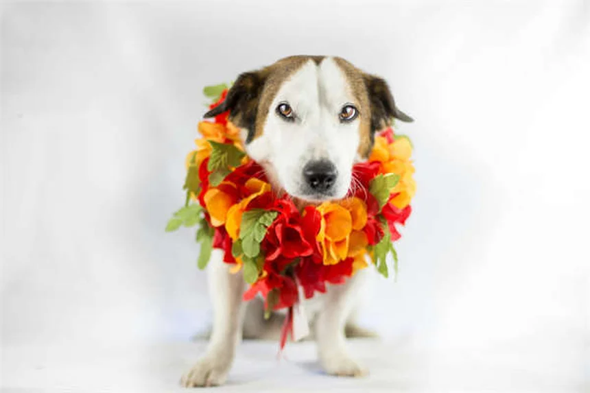 トルトラズリルとは？犬猫のコクシジウム症に効く薬の全て