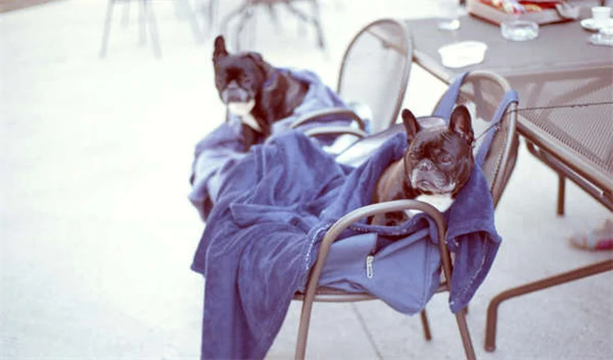 魚の餌の基本と栄養バランス｜プロが教える正しい与え方