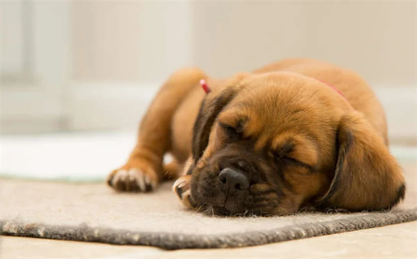 犬が穴を掘るのをやめさせる7つの効果的な方法