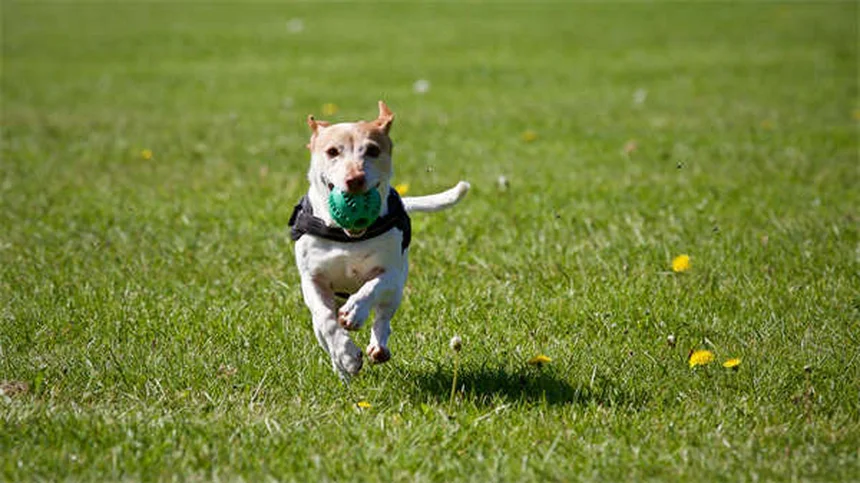 犬の里親費用はいくら？プロが教える費用の内訳と節約術
