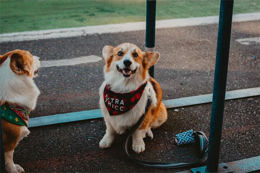 犬の里親費用はいくら？プロが教える費用の内訳と節約術