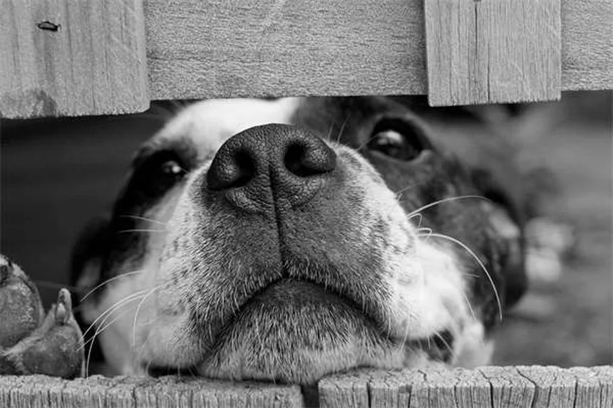犬の里親費用はいくら？プロが教える費用の内訳と節約術