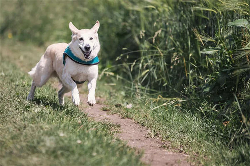 SNSで保護犬を救う！里親探しに役立つ最新活用術