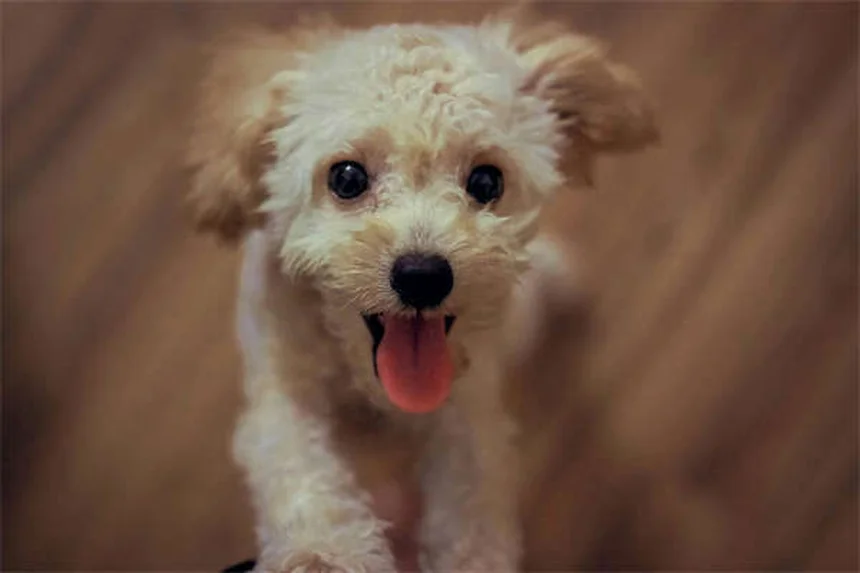 犬と猫を仲良くさせる5つのステップ【完全ガイド】