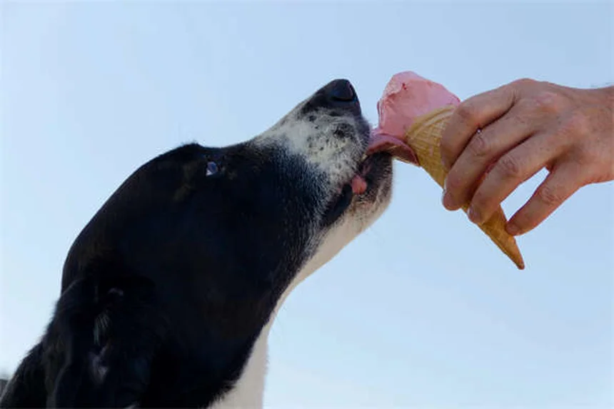 フレミッシュジャイアントの寿命と飼い方｜世界最大ウサギの魅力